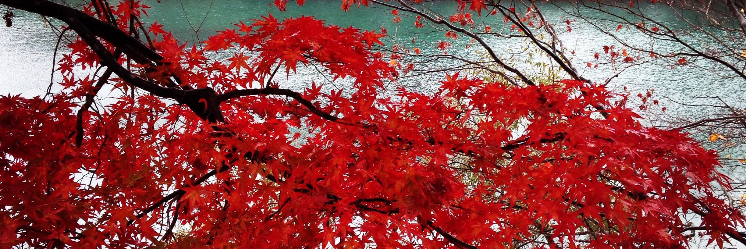 jlee7817's profile banner image