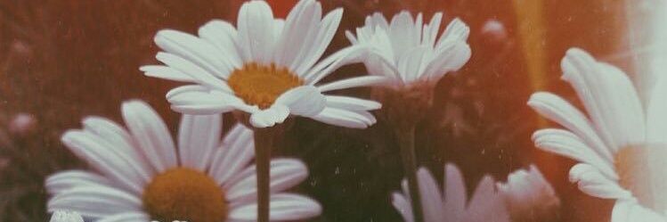 FlorDoloress's profile banner image
