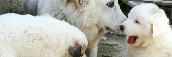 jmsauri Profile Banner