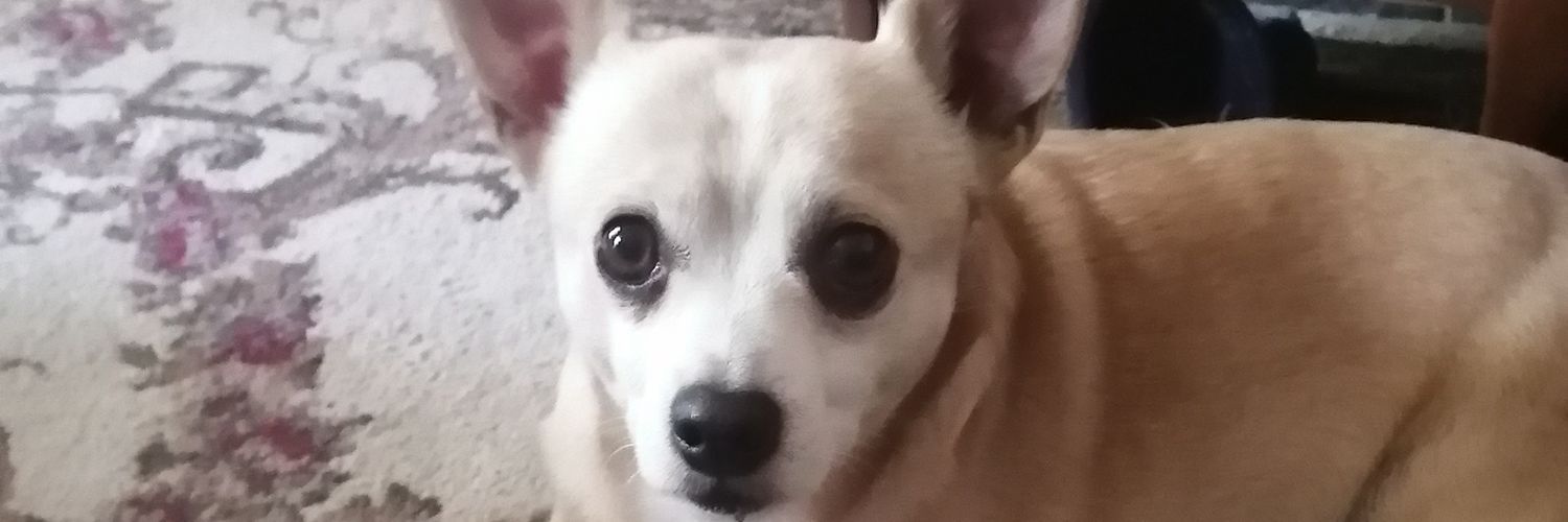 coreymacintyre's profile banner image