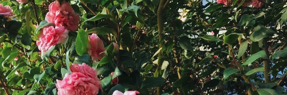 jasm0nrice's profile banner image
