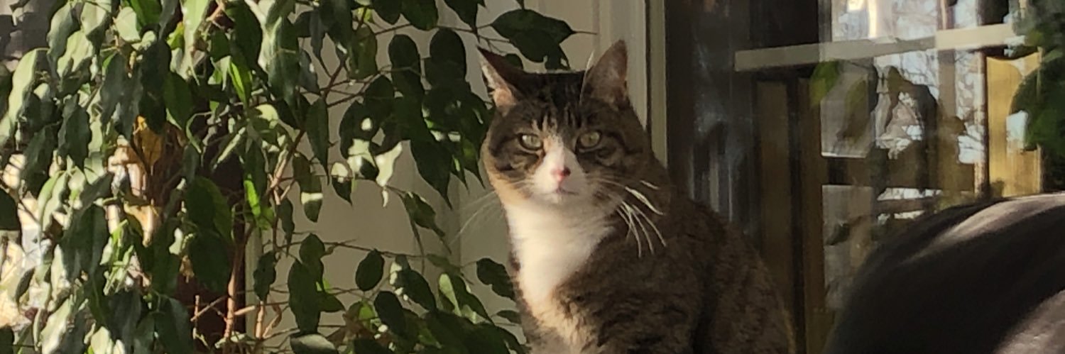 sophieaver's profile banner image