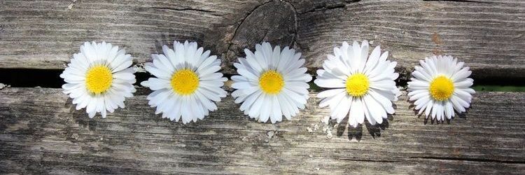 giselgonzalz's profile banner image