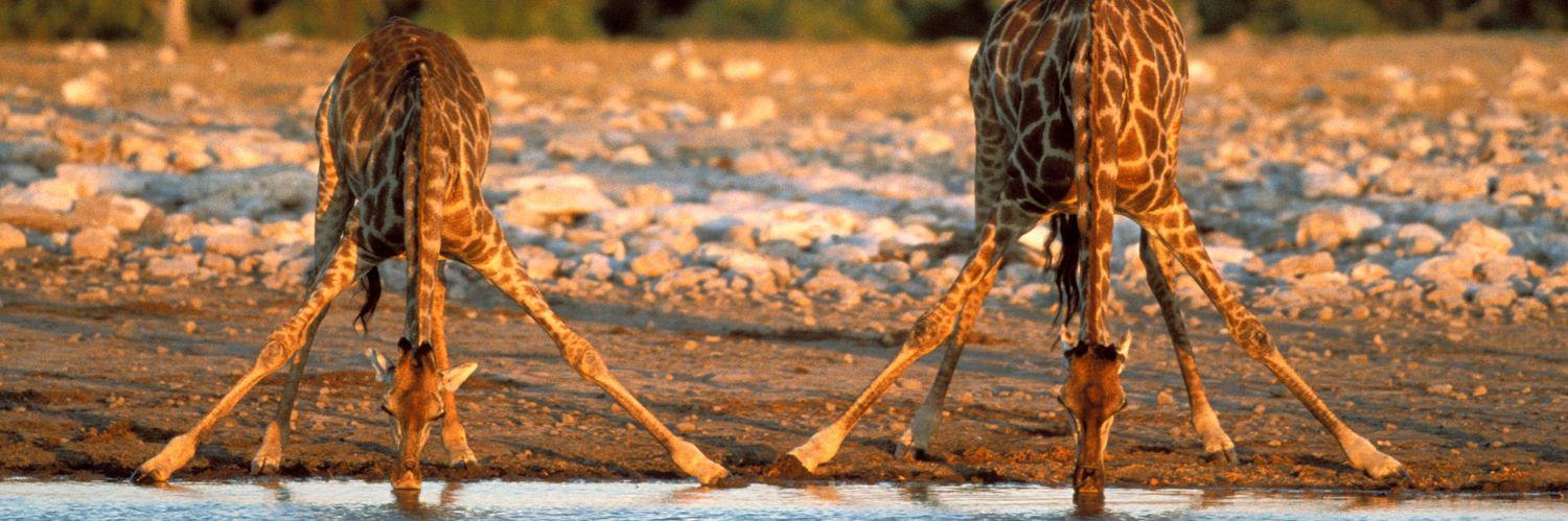 thethankfulservant banner