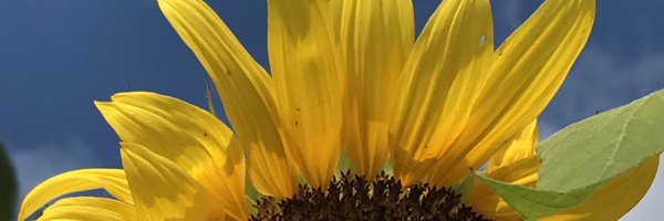 Phoebe_T_SLT Profile Banner