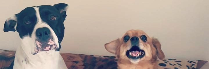 Alejo ¡Quédate en 🏠! 😷 banner