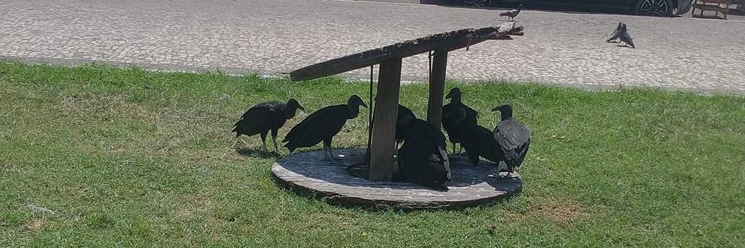 new Freire( ); banner