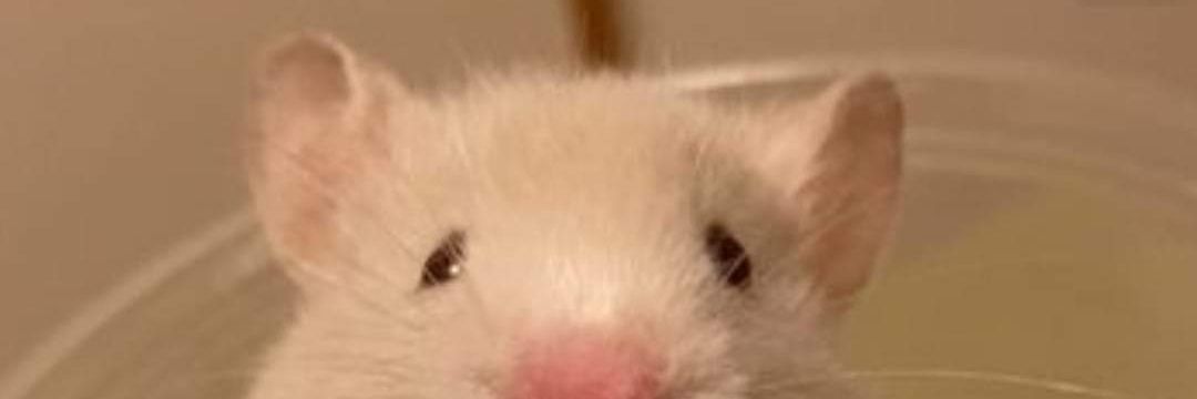 anycaritho's profile banner image