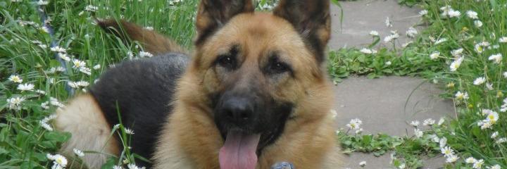 SofiMinieri's profile banner image