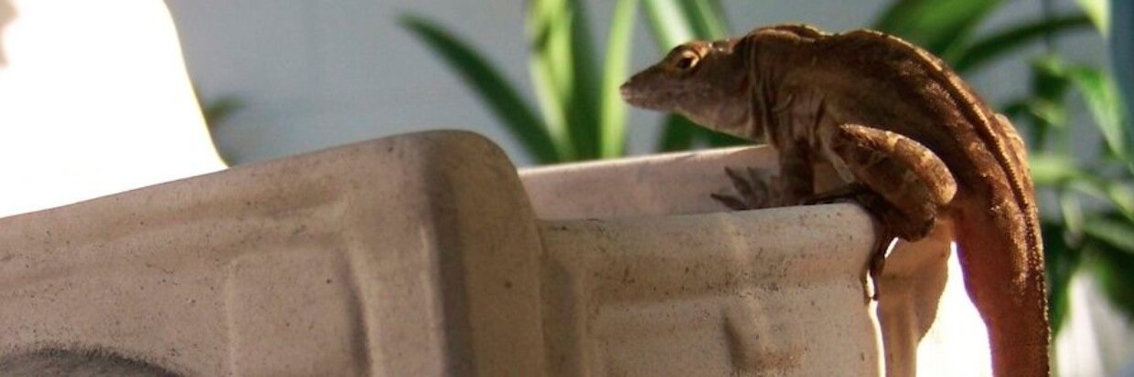 DigginPenny's profile banner image