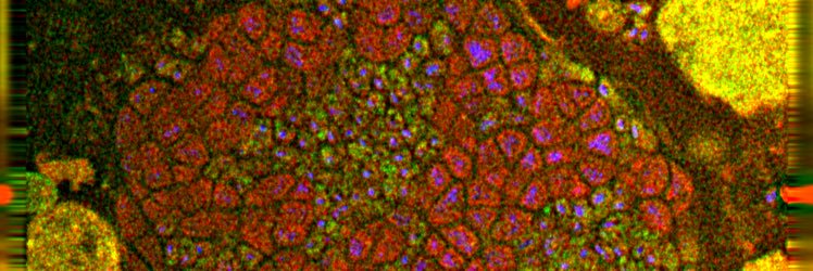 Victoria Orphan banner