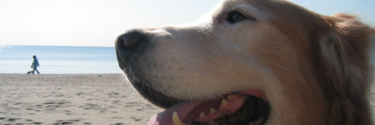 _bismark's profile banner image