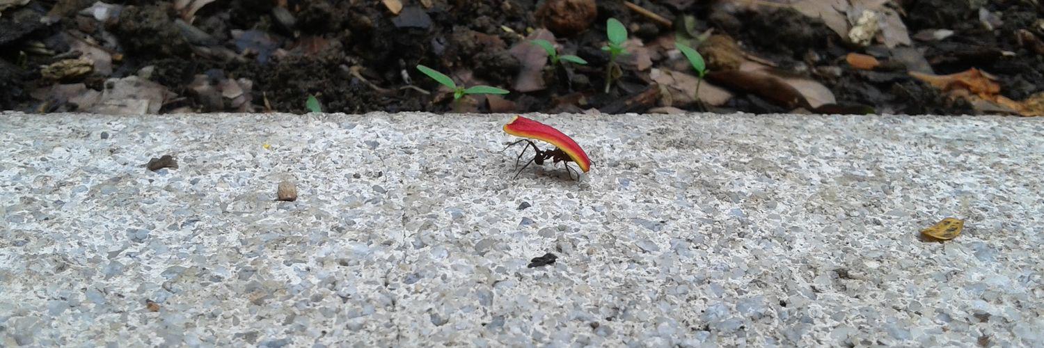 Norman Candle banner