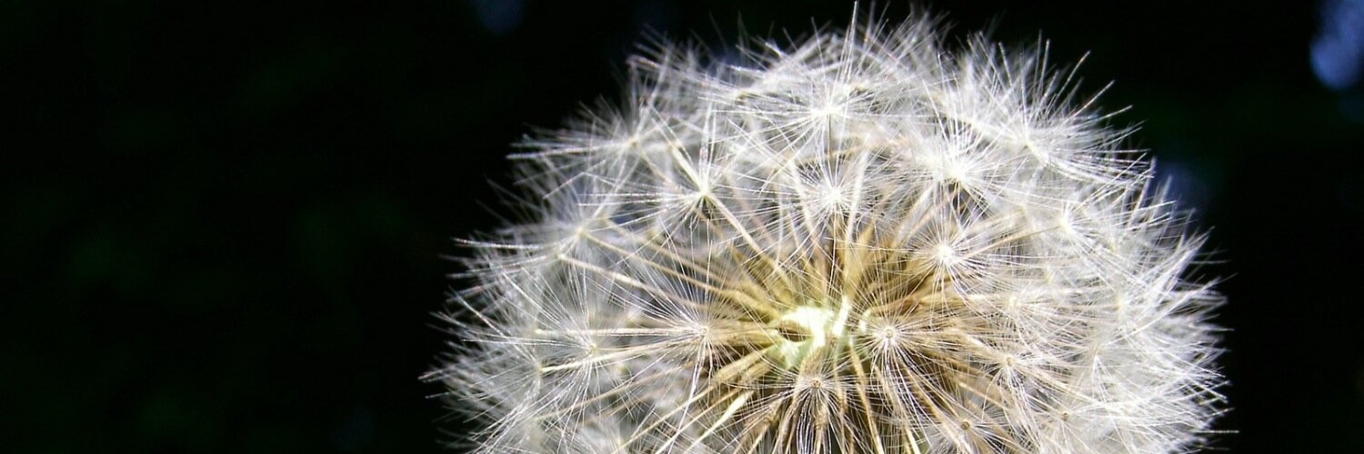 cercoleta's profile banner image