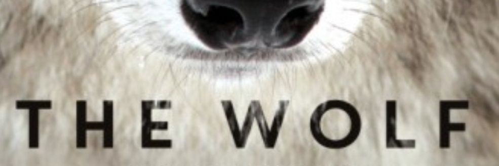 TheHustleWolf's profile banner image