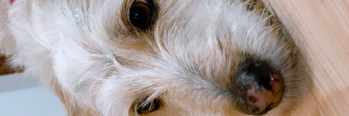 Lelimap_'s profile banner image