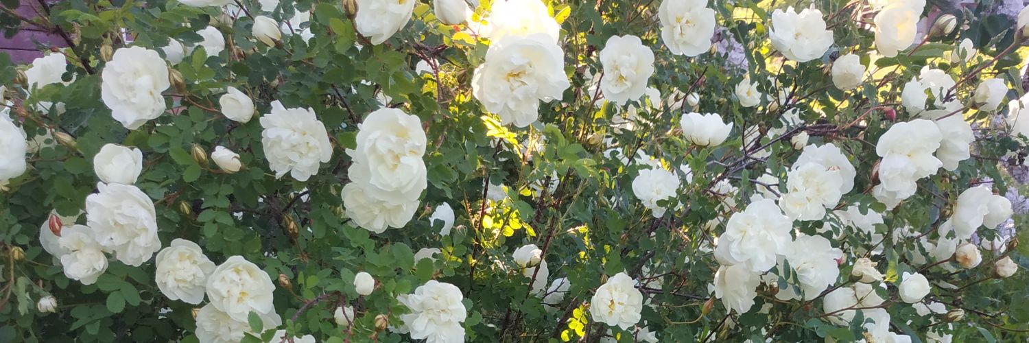 ele7523's profile banner image