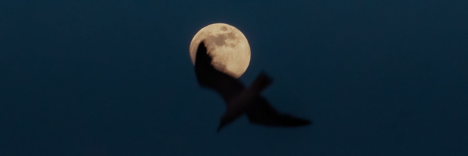 Daniel Berberi banner