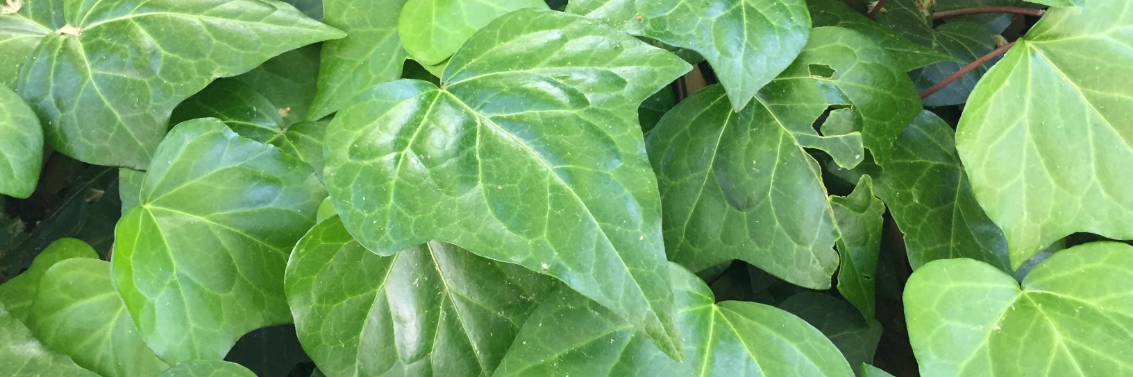 Peri_Grace_'s profile banner image