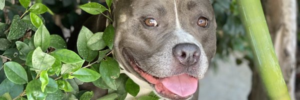 Dwarf_Mamba Profile Banner