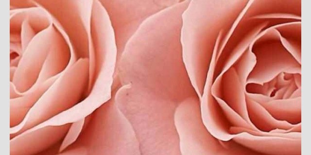 missbrookie_'s profile banner image
