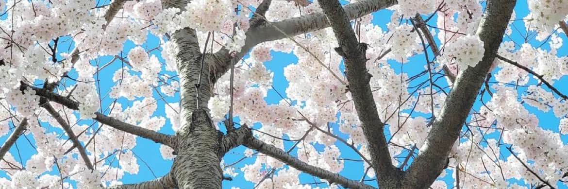 cfly0x's profile banner image