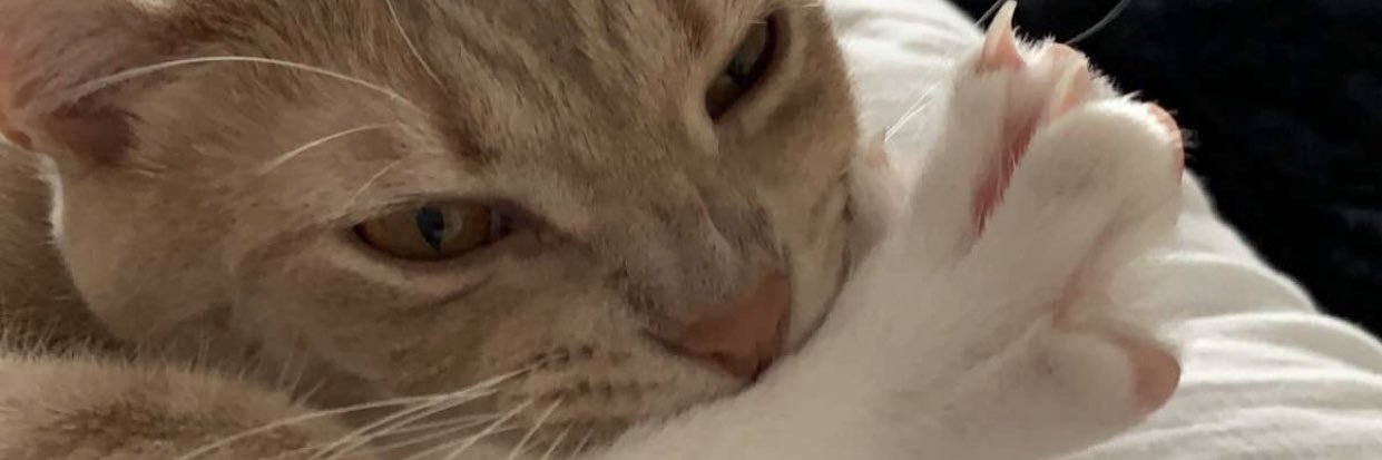 Dillon_L's profile banner image