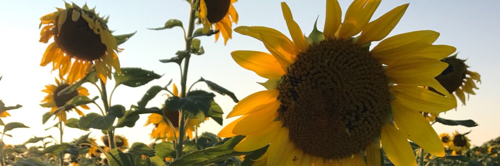 emwilllz's profile banner image
