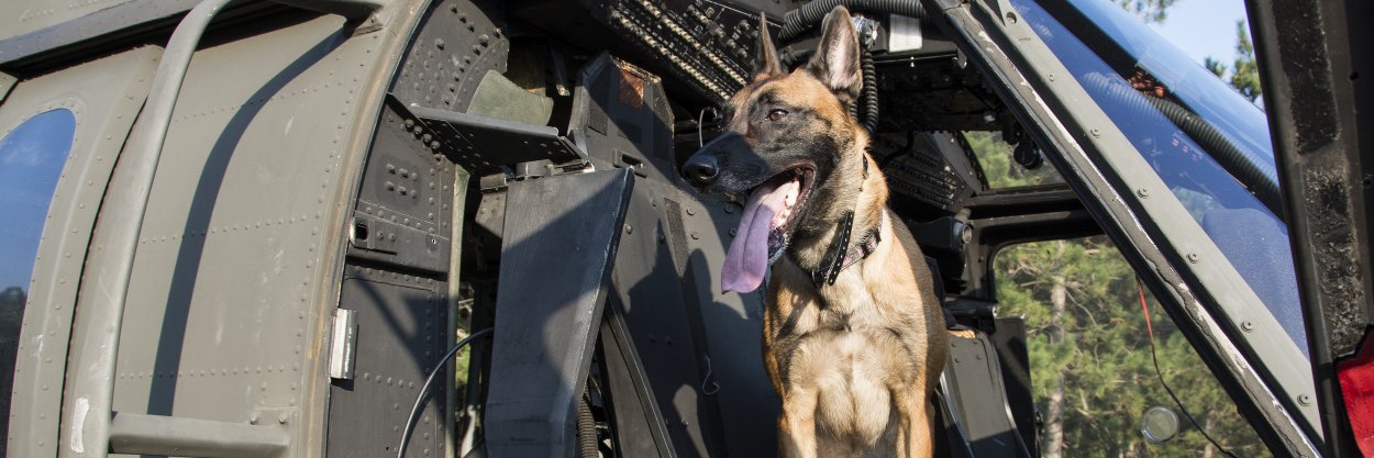 Dogs4Defense's profile banner image