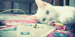 _lidineis's profile banner image