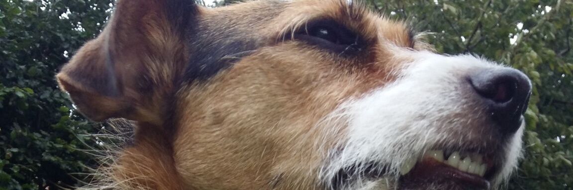 DavidHobmayson's profile banner image