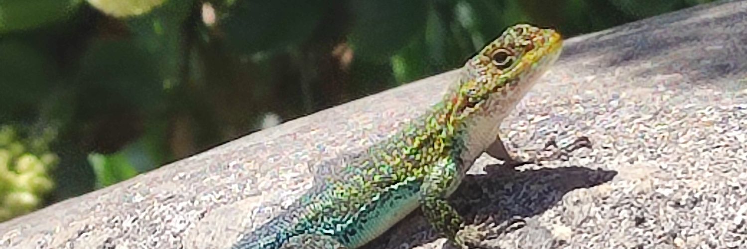 gertru1970's profile banner image
