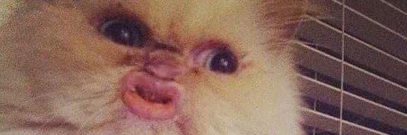 Shaded-Seraphim 🍥 banner