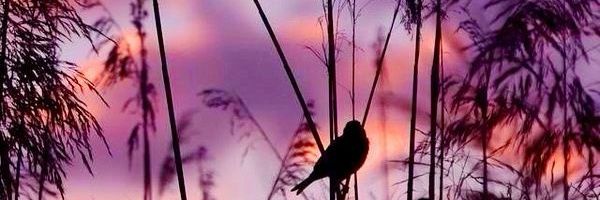 Alejahc25's profile banner image
