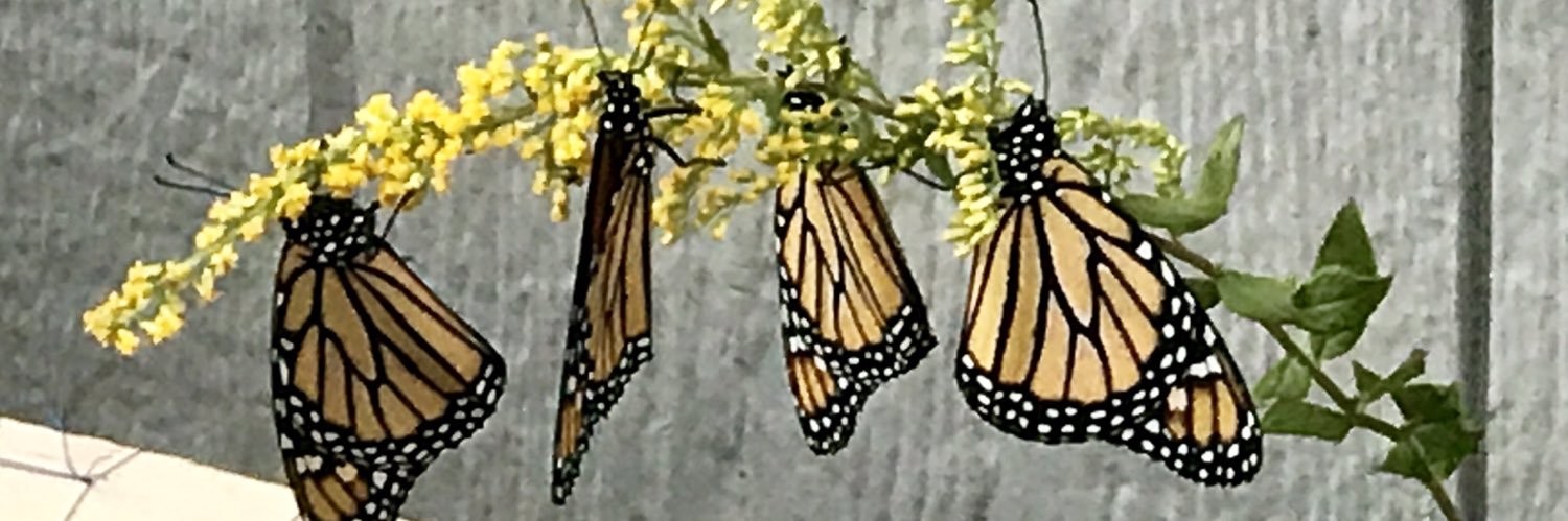 M banner