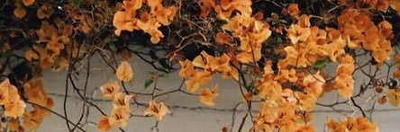 nicoeblack's profile banner image