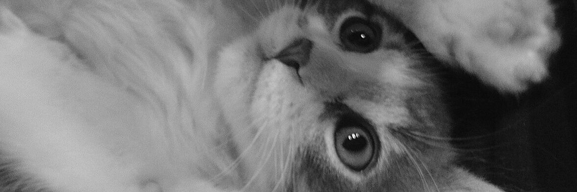 bintachannn's profile banner image