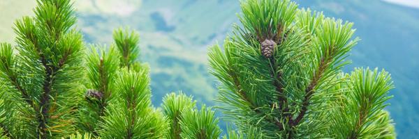 __freecafe__ Profile Banner