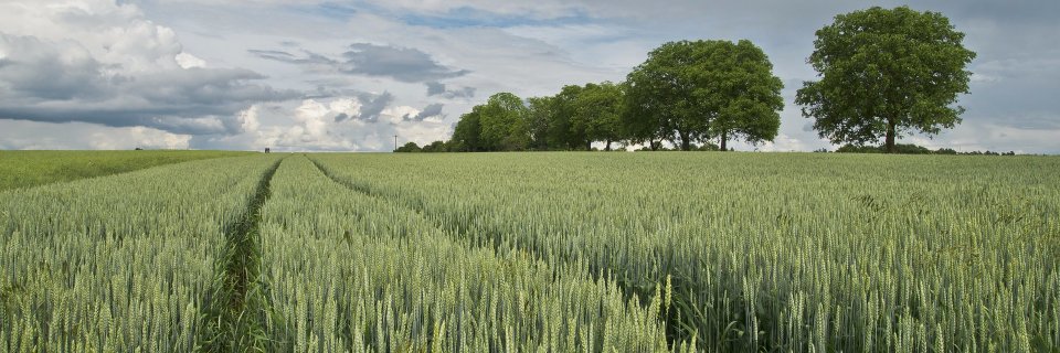 Elisabet Fernández banner