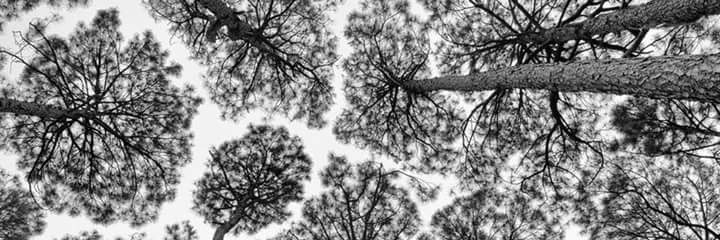 darkcirclesowl's profile banner image
