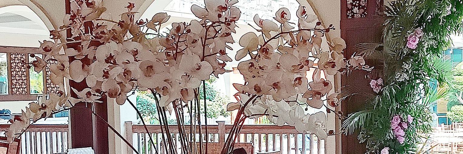 evayahya's profile banner image
