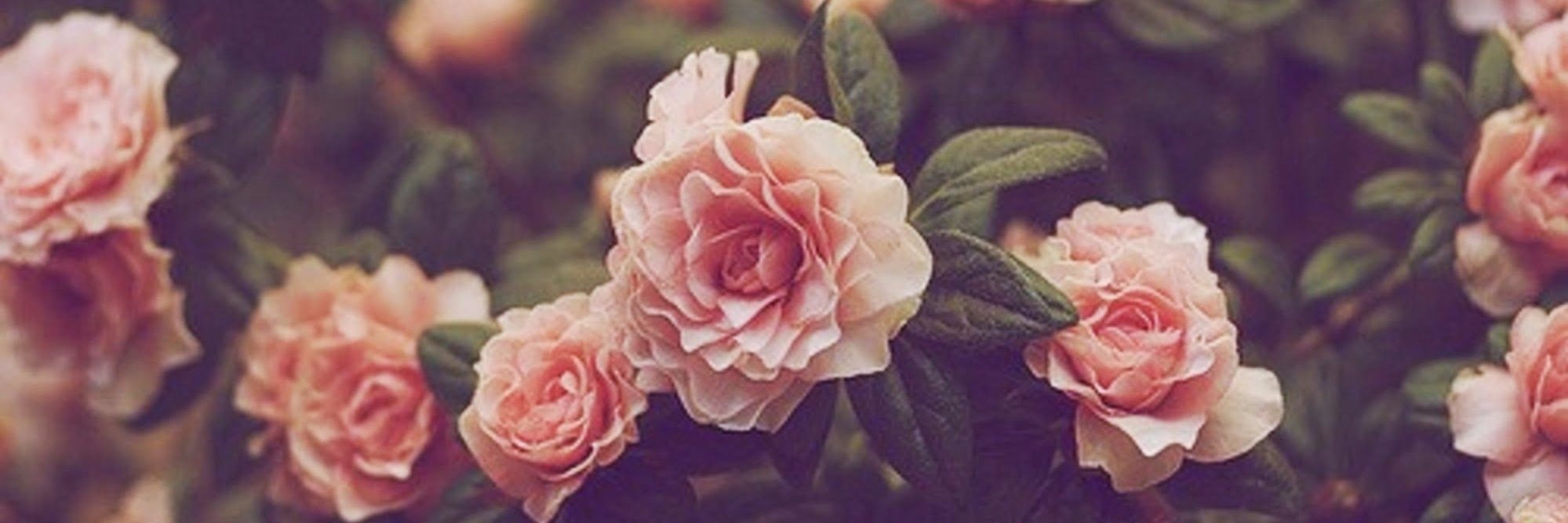 AngeliaCarolina's profile banner image