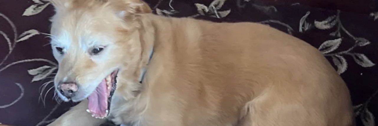 zyspectro's profile banner image