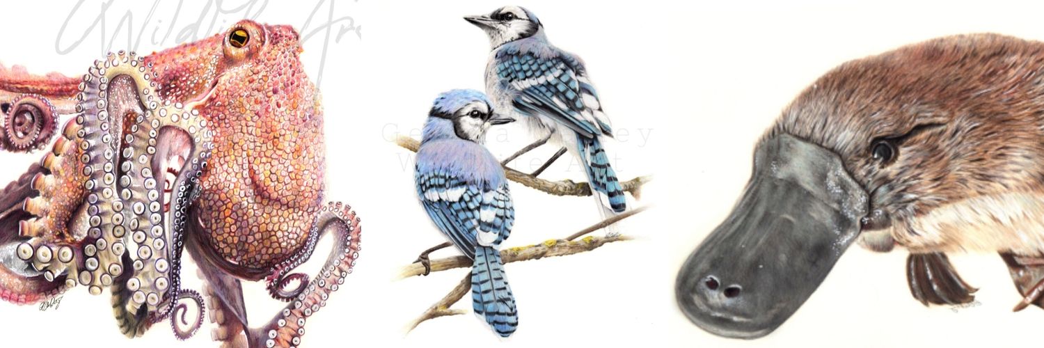 Gem Oatley (wildlife artist) banner