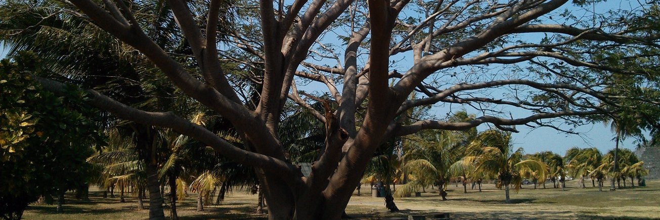 Hortemontes's profile banner image