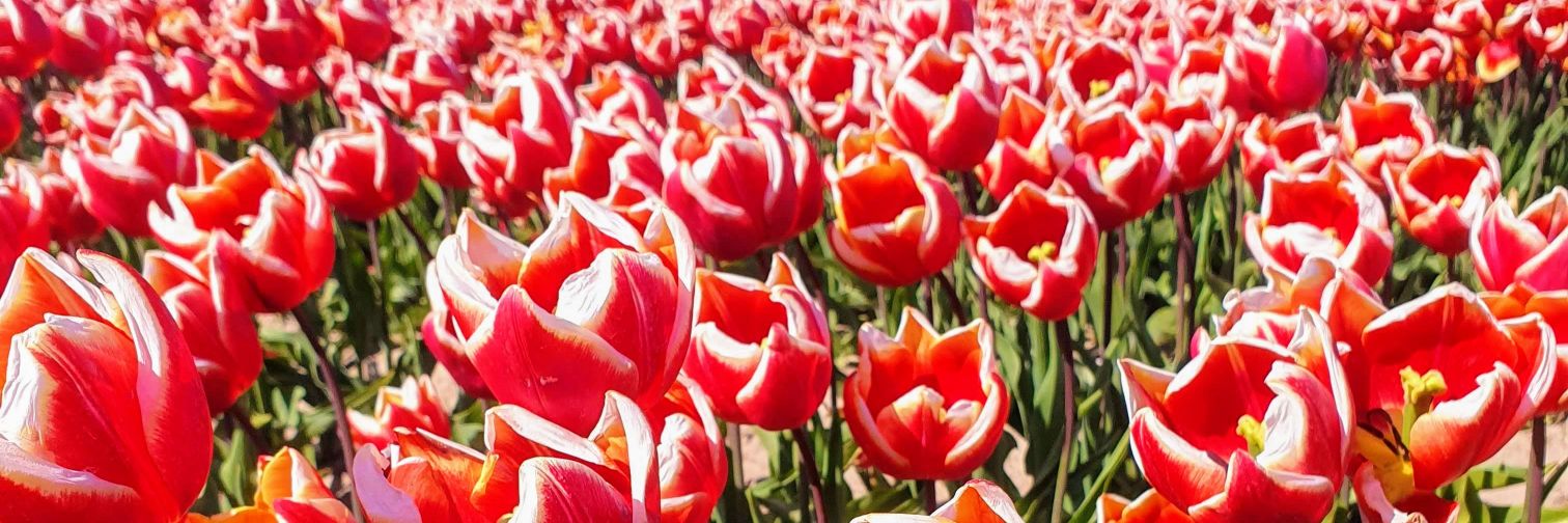 Yvonne Jongejan banner