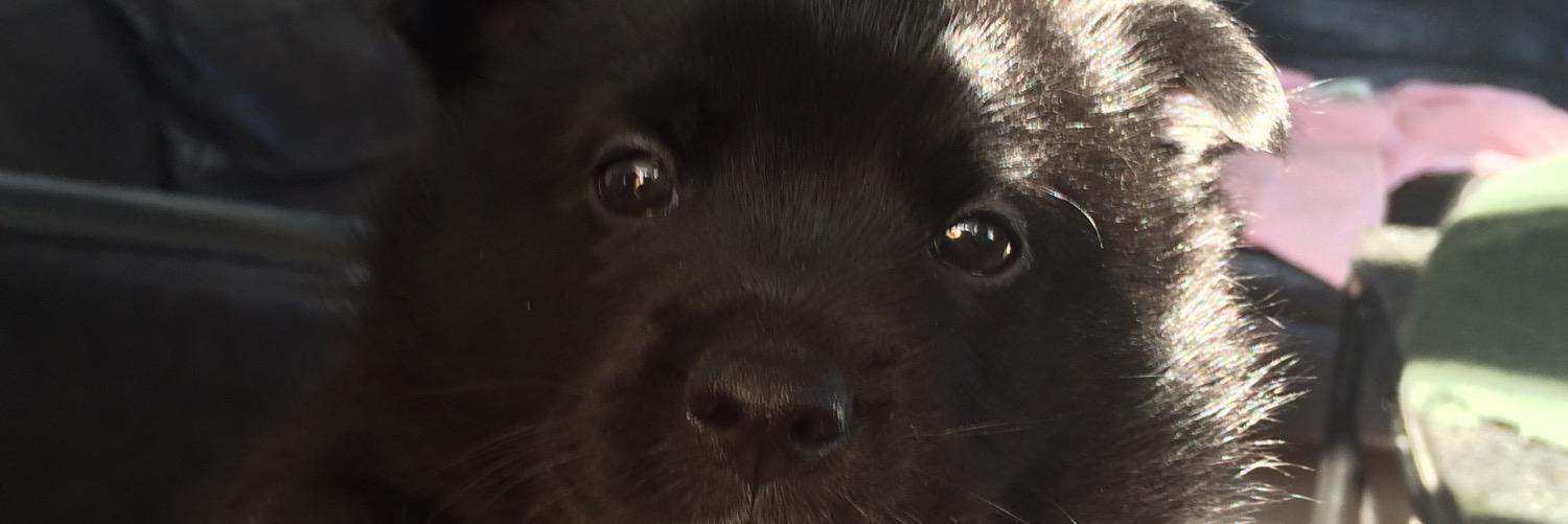 Ino_Buhund's profile banner image