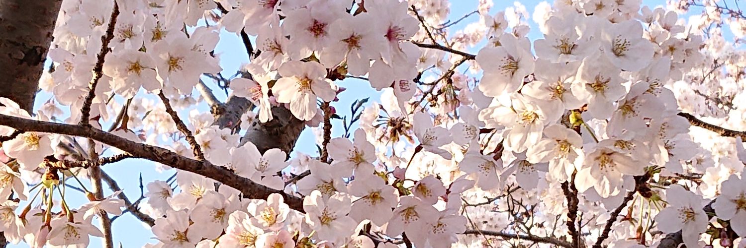 cafeplum's profile banner image