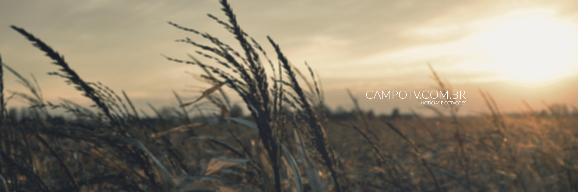 CampoTV banner