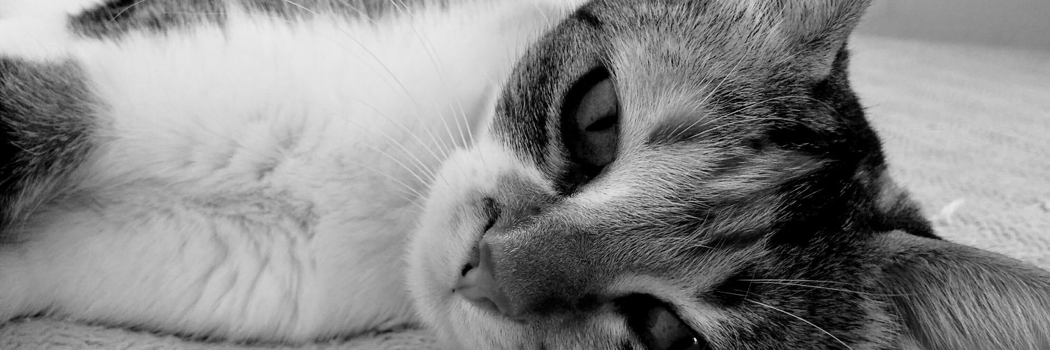 AbruBertoni's profile banner image